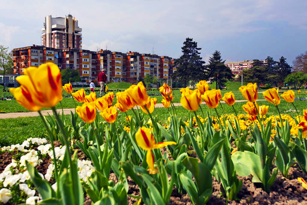 cvijece Velika Gorica